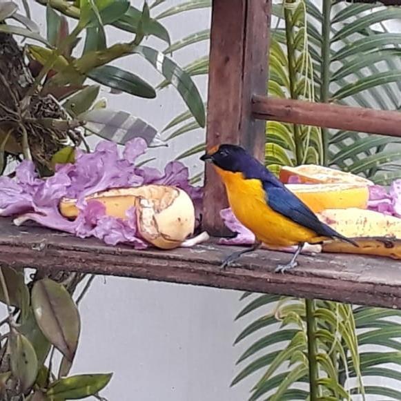 Suites Beija-Flor Paraty Luaran gambar
